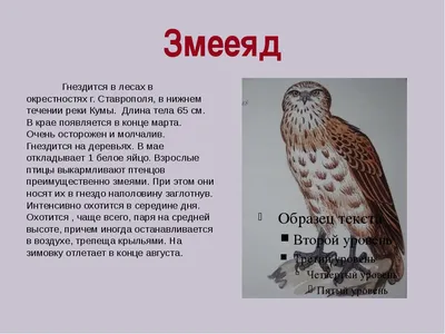 Фотографии - алфавитный определитель русских названий птиц
