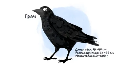 На Ставрополье выясняют причины массовой гибели диких животных :: 1777.Ru