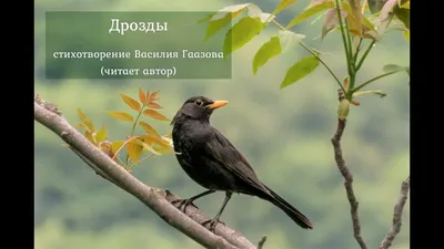 Птицы Дагестана, самые редкие и яркие из представителей