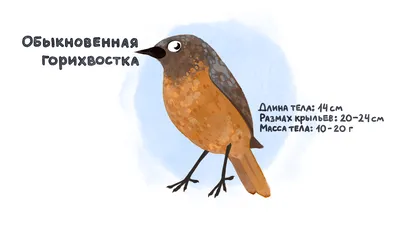 Птицы ставропольского края и фото фото