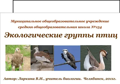 В восточный Крым продолжают прилетать удивительные птицы…