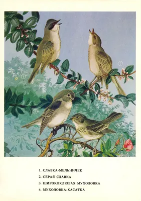 Птицы Крыма - фото с названиями и описанием