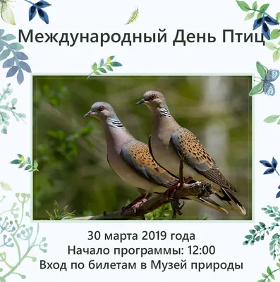 В Ленинградской области заметили редкую птицу