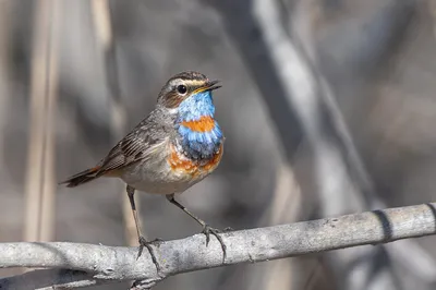 Diario de Birds of Russia and Crimea | Птицы России и Крыма · NaturaLista  Colombia