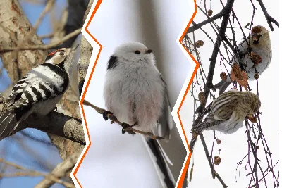 Лесные птицы Урала - фото и картинки: 67 штук