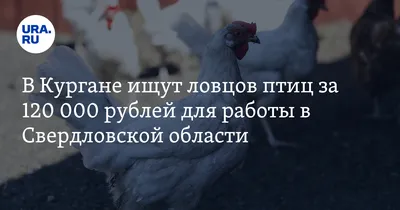 На Урале спасли краснокнижную белую цаплю, которая была вымазана в мазуте -  KP.RU