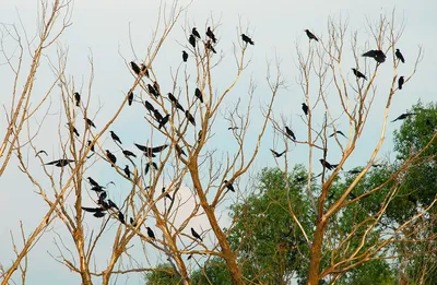 В Тамбовской области зафиксировали факт гнездования редких хищных птиц |  Мичуринская правда