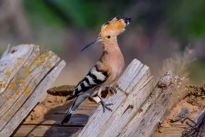 Специалисты тамбовского центра охраны хищных птиц сняли на видео, как  птенцы вяхиря обороняются от орнитологов - МК Тамбов