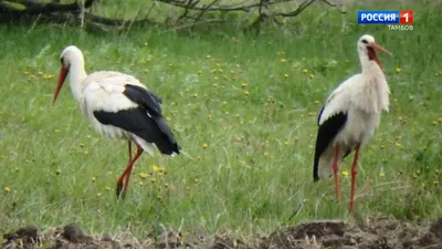 В Тамбовской области спасли двух хищных птиц с травмами крыльев | ИА  “ОнлайнТамбов.ру”