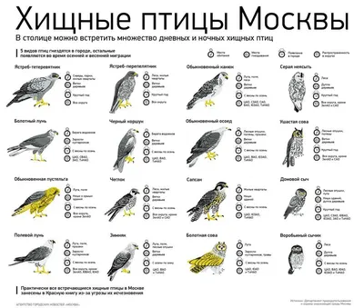 Птицы тамбовской области фото фото