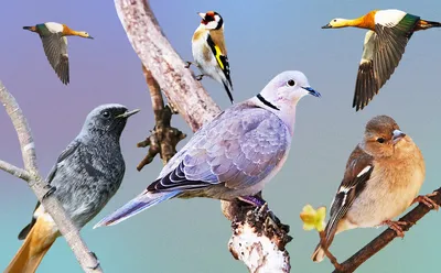 Птицы татарстана фото фото