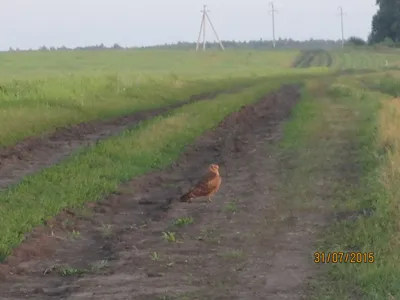 Перелетные птицы начали возвращаться в Татарстан | ОБЩЕСТВО | АиФ Казань