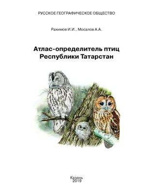 Осторожные, чистенькие, поджарые»: в Казань прилетели грачи