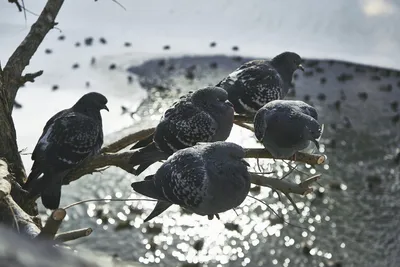 Страшен не мороз, а бескормица»: почему перелетные птицы остаются на зиму в  Казани?