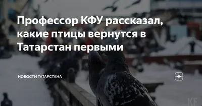 Профессор КФУ объяснил, почему птицы Татарстана не спешат улетать –  KazanFirst