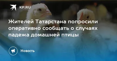 Пернатые друзья»: в Татарстане зимует более 30 видов птиц | tnv.ru