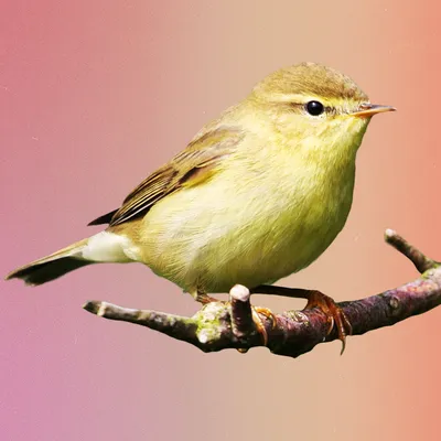 Птицы Республики Татарстан: городские и лесные осенние виды - Инде