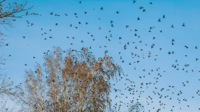 В Тюмени с похолоданием станет больше птиц | АиФ–Тюмень | Дзен