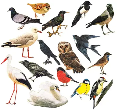 Хищные птицы Тюменской области