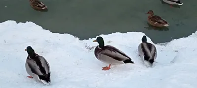 Снегири Тюменской области — ТопТюмень