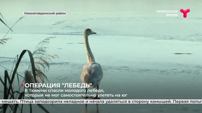 На шумозащитных экранах в Тюмени появятся изображения хищных птиц |  Уральский меридиан