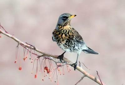 Какие птицы живут в Тюменской области, красивые фото птиц на заставку - 1  апреля 2023 - 72.ru