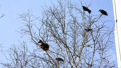 Неравнодушные к природе тюменцы могут зафиксировать встречу перелетных птиц  | АиФ–Тюмень | Дзен