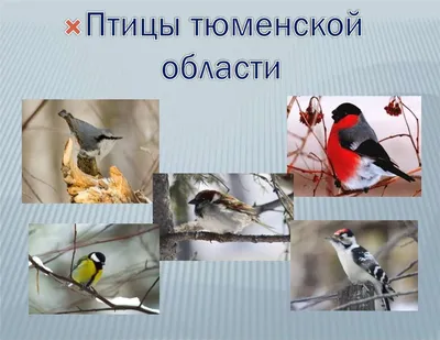 Свиристель (Bombycilla garrulus). Птицы Тюменской области.