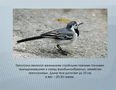 Деревенская ласточка (Hirundo rustica). Птицы Тюменской области.