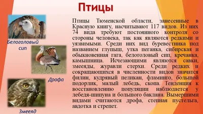 Птицы Тюменской области - презентация онлайн