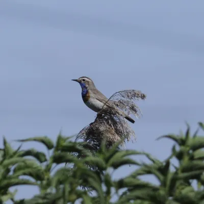 Желна (Dryocopus martius). Птицы Тюменской области.