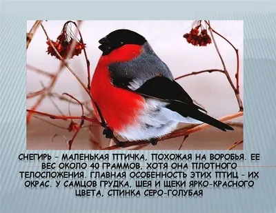 Серая ворона (Corvus cornix). Птицы Тюменской области.