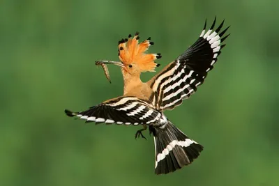 Большая синица (Parus major). Птицы Тюменской области.