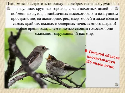 Томский орнитолог рассказал, какие птицы прилетели с зимовки | ОБЩЕСТВО |  АиФ Томск