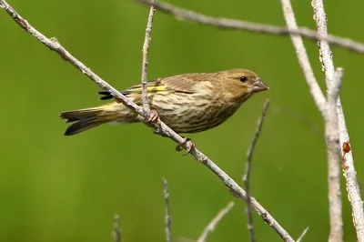 В Томской области появился новый для региона вид птиц - МК Томск