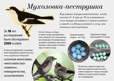 Томские ученые изучат влияние городской среды на качество жизни птиц -  Томский Обзор – новости в Томске сегодня