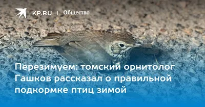 неясыть | Томские Новости +