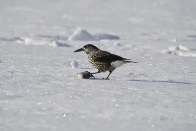 Перезимуем: томский орнитолог Гашков рассказал о правильной подкормке птиц  зимой - KP.RU