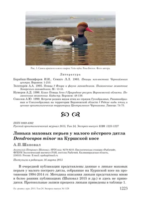 В Белгородской области застраховали 2,4 млн свиней и 38 млн птиц | Бел.Ру |  Дзен