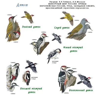 Птицы в центральной России превратились в «саранчу»: орнитологи объяснили  «прожорливость» пернатых - «Экология России»