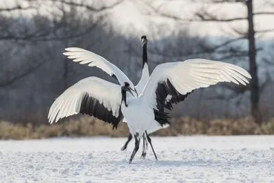 Хищные птицы центральной россии - 63 фото