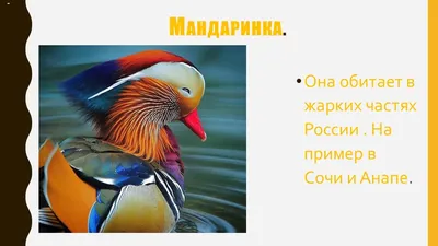 Перелетные птицы перестали улетать из Москвы в теплые края - KP.RU