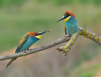 Туляки запечатлели на фото полевого луня и белоспинного дятла - МК Тула