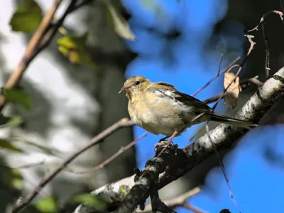 Птицы Тульской области · iNaturalist