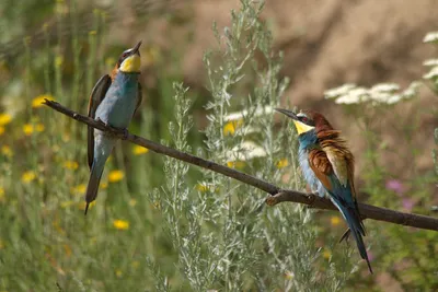 Птицы в Тульской области | Рыбалка и природа. | Дзен