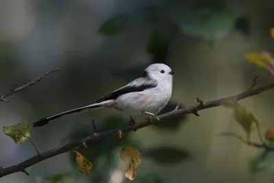 Booted Warbler (Iduna caligata). Birds of European Russia.