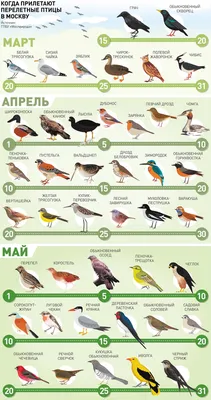 В столичный регион возвращаются перелетные птицы - Российская газета