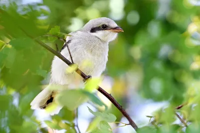 В Тульской области фотограф запечатлела редких и необычных птиц | ИА “ Тульская Пресса”