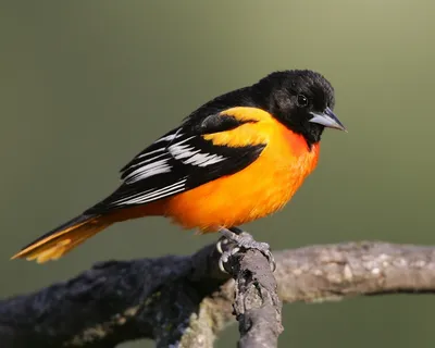 27 видов пернатых в одном месте: в Тульской области проходят Международные  дни наблюдений птиц