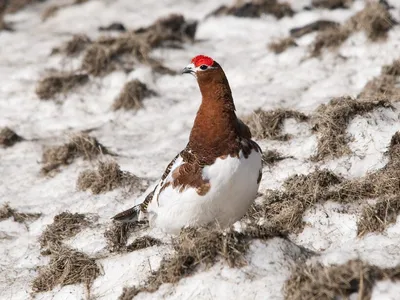 9 птиц, для которых тундра России стала домом: почему другие виды не жалуют  эти земли